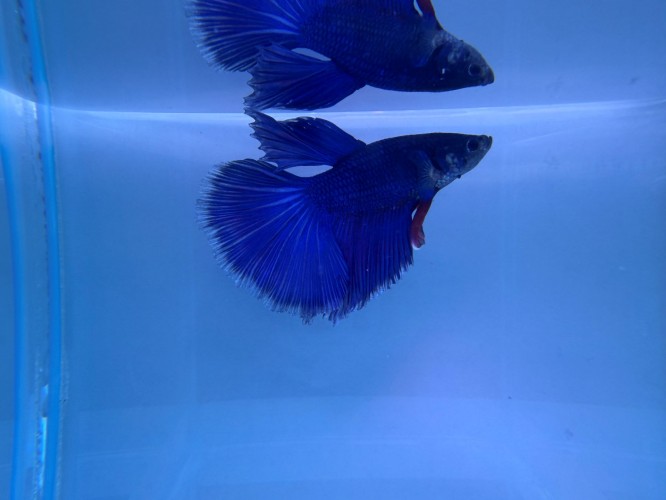 Петушок Супер Дельта