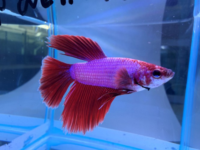 Петушок Супер Дельта