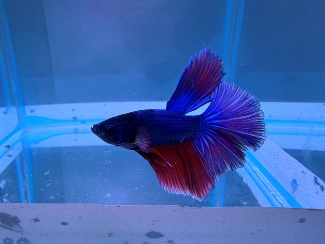 Петушок Супер Дельта