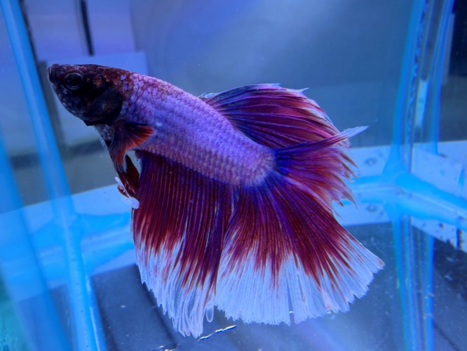 Петушок Супер Дельта