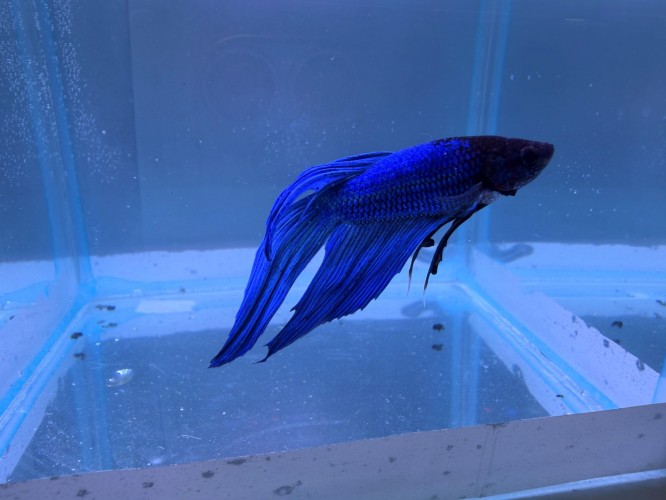 Петушок Вуалехвостый