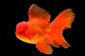 Оранда Красная (Red Oranda)