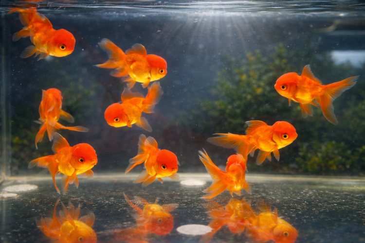 Оранда Красная