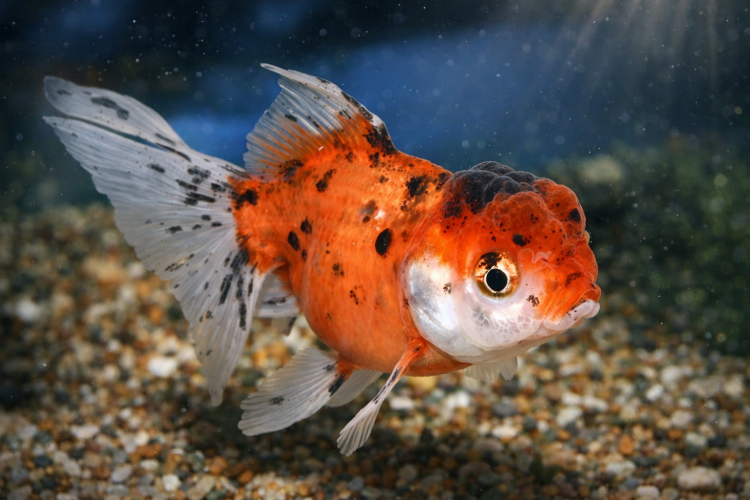 Оранда Ситцевая