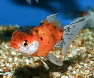 Оранда Ситцевая (Oranda Calico)