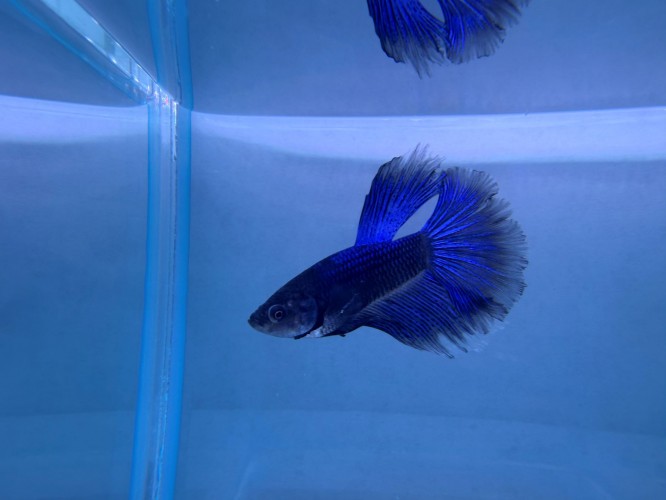 Петушок Супер Дельта