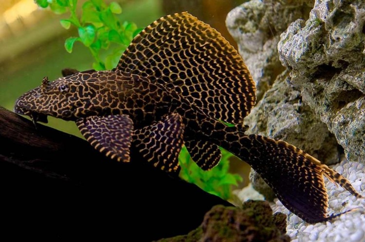 Парчовый Птерегоплихт