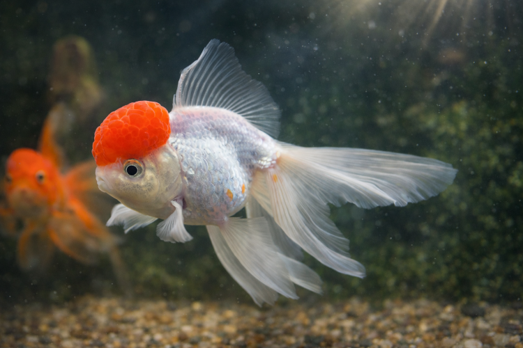 Оранда Красная Шапочка