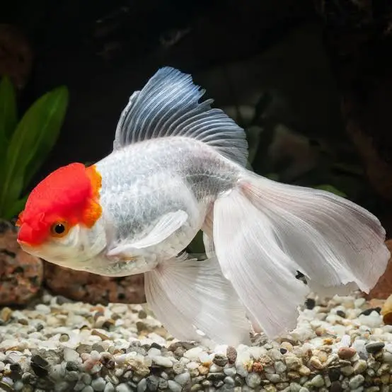 Оранда Красная Шапочка (Carassius auratus var. Oranda Red Cap)