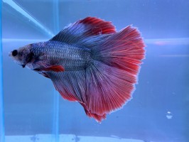 Петушок Двухвостый