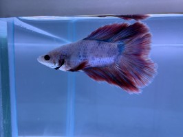 Петушок Двухвостый