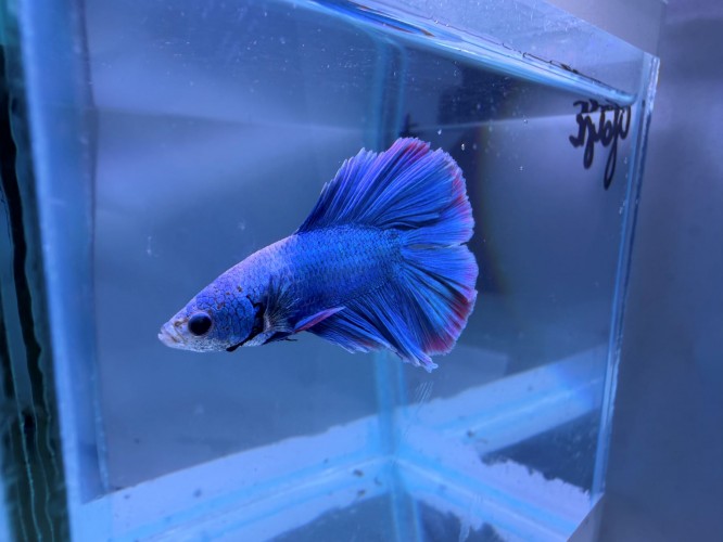 Петушок Двухвостый