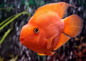 Цихлида Попугай Красный (Red Parrot Cichlid)