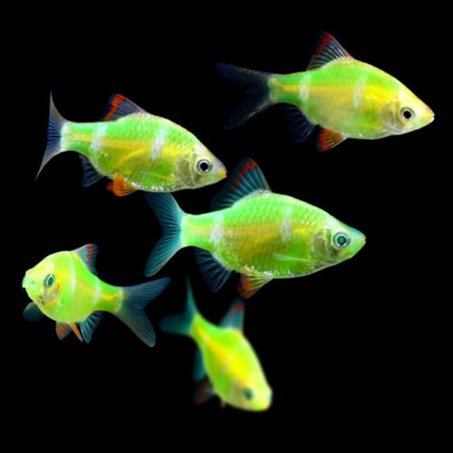 Барбус Гонконг Зеленый