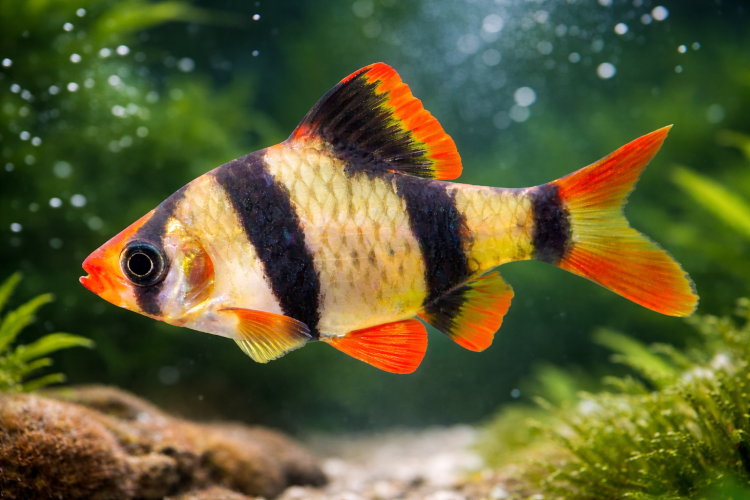 Барбус Суматранский