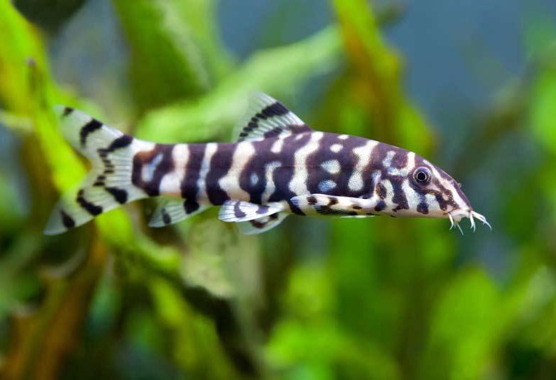 Боция Мраморная