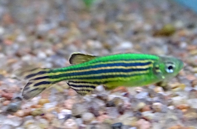 Данио Зеленый Арбуз (Danio rerio var. green watermelon)