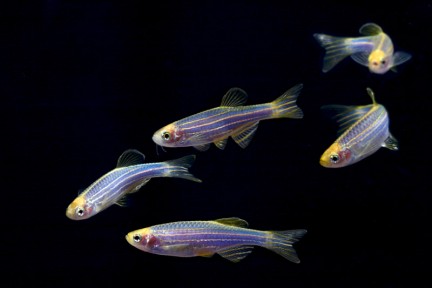 Данио Голубой (Danio kerri)