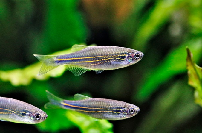 Данио Голубой (Danio kerri)