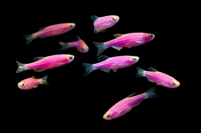 Данио Розовый (Danio roseus)