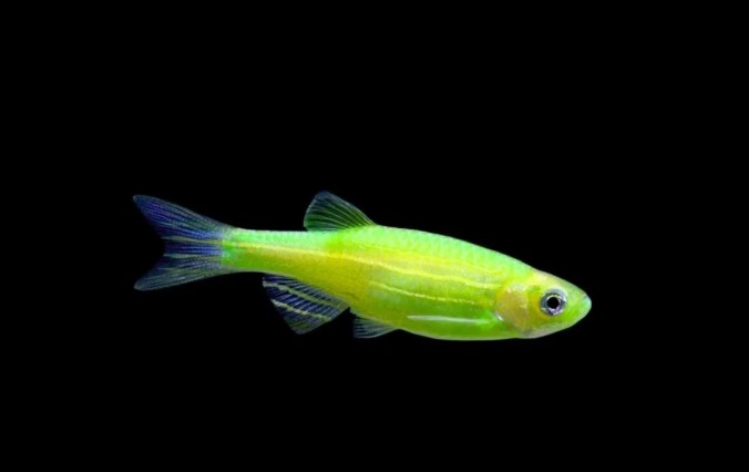Данио Гло Зеленый Электрик (GloFish Electric Green)