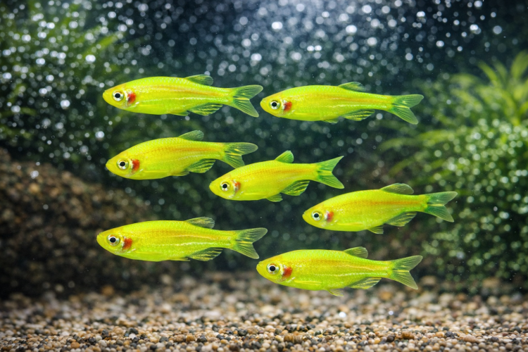 Данио Зеленый Электрик