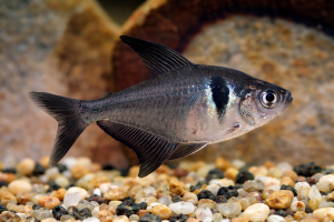 Фантом Чёрный