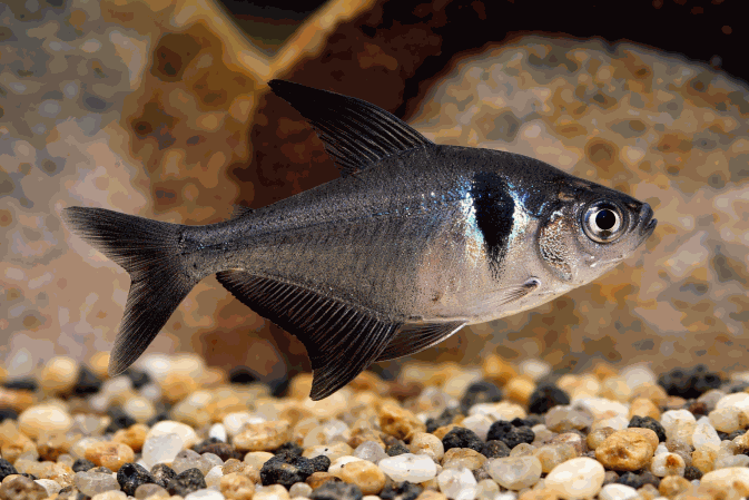 Фантом Чёрный