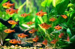 Фантом Красный (Hyphessobrycon sweglesi)