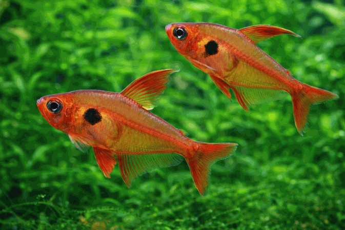 Фантом Красный