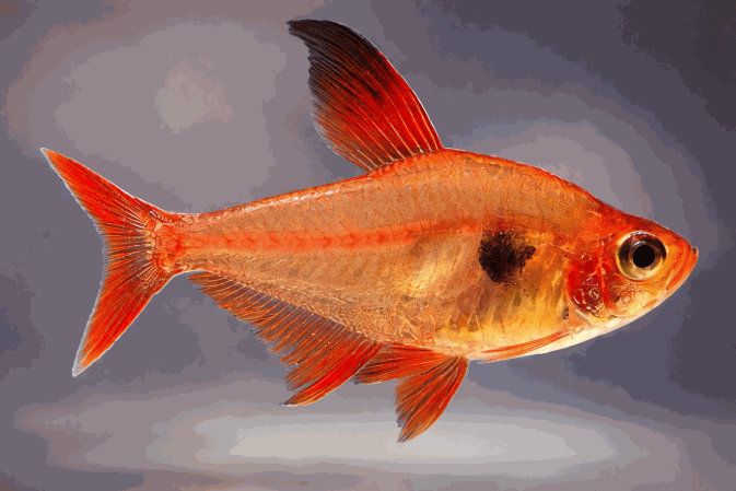 Фантом Красный