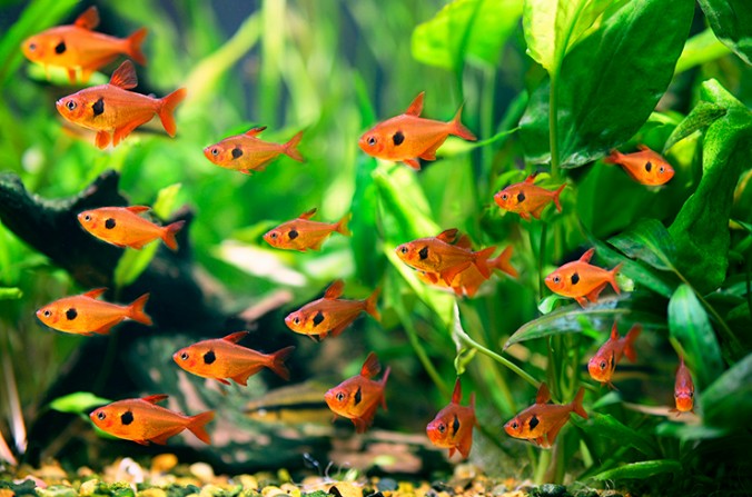Фантом Красный (Hyphessobrycon sweglesi)