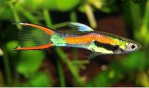 Гуппи Эндлера Ган Самцы