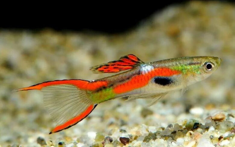 Гуппи Эндлера Ган Самцы