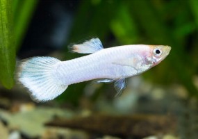 Гуппи Самцы Белоснежные