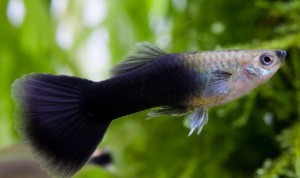 Гуппи Самцы Чёрные