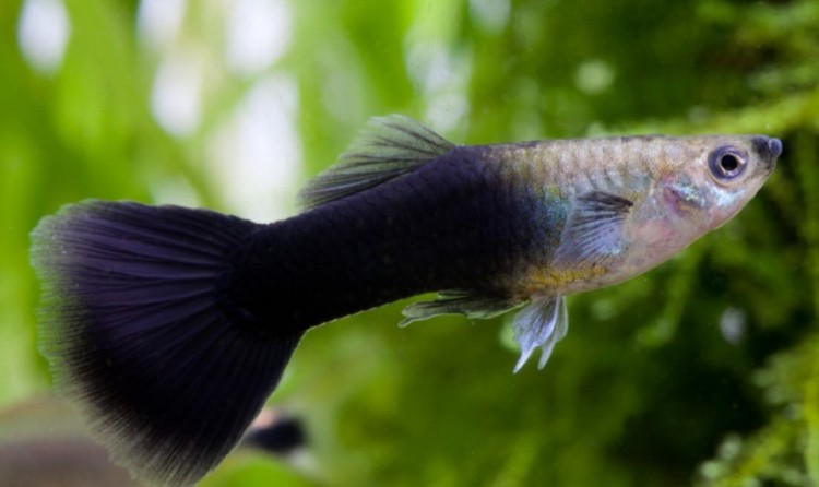 Гуппи Самцы Чёрные