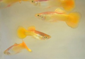 Гуппи Самцы Жёлтые Германские