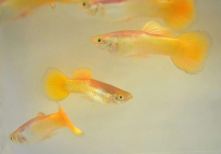 Гуппи Самцы Жёлтые Германские