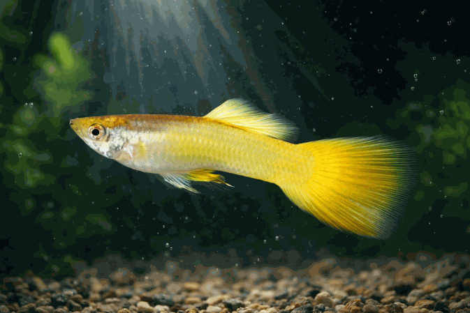 Гуппи Самцы Жёлтые Германские