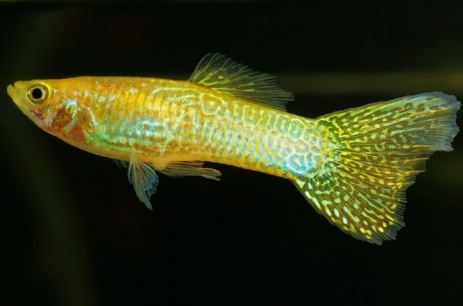 Гуппи Самцы Жёлтые Германские  (Poecilia reticulata var.)