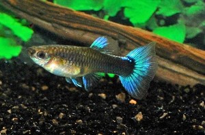 Гуппи "Синий Неон"