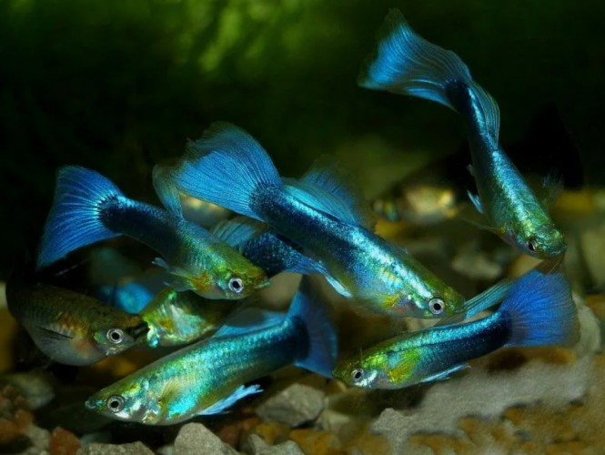 Гуппи "Синий Неон"