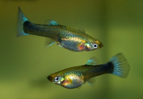 Гуппи "Синий Неон"