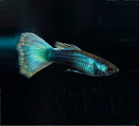 Гуппи "Синий Неон"