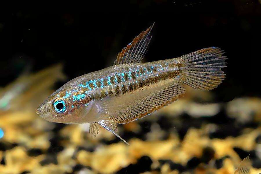 Гурами Пумила