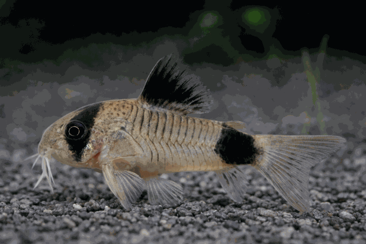 Коридорас Панда (Corydoras panda)