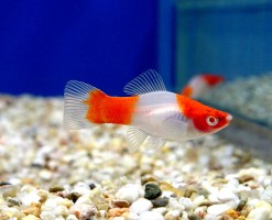 Меченосец Санта-Клаус (Кохаку) (Xiphophorus helleri var.)