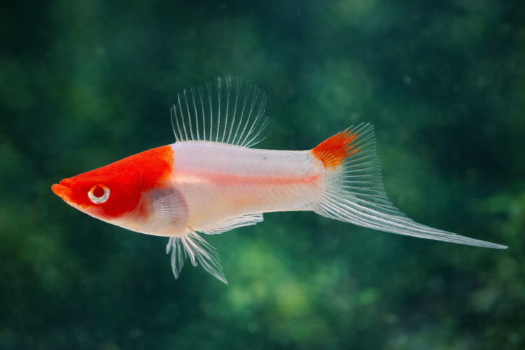 Меченосец Кохаку