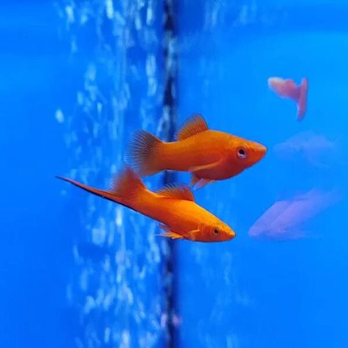 Меченосец Красный